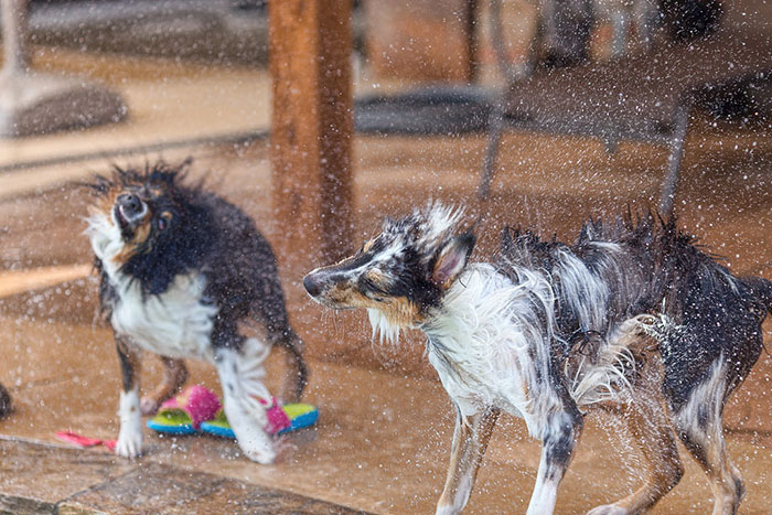 Shake It Baby, Shake It