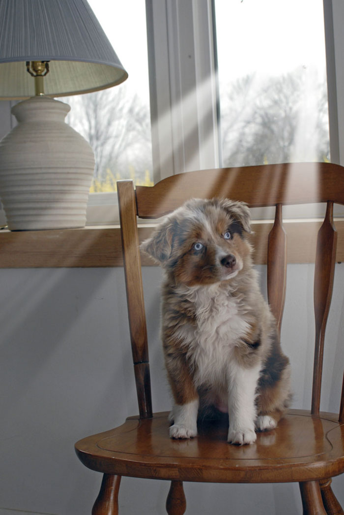 Australian Shepherd Puppy