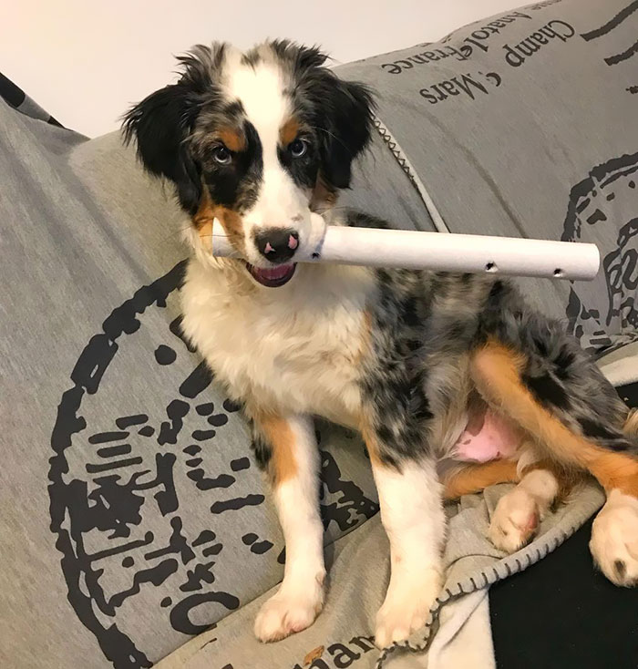 Mini Australian Shepard Playing Flute