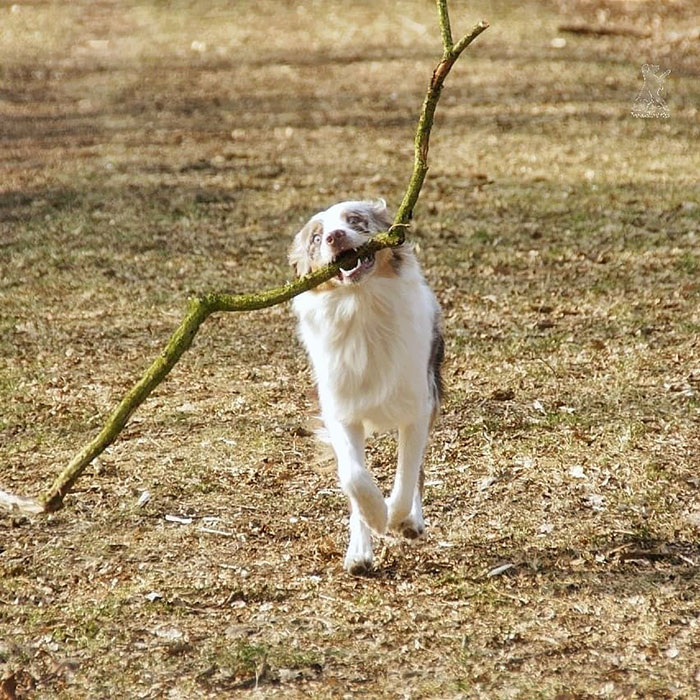 Mica's Face Somehow Tells Me That She Has Taken Something Over There. Maybe Next Time She Will Take A Smaller Branch Again