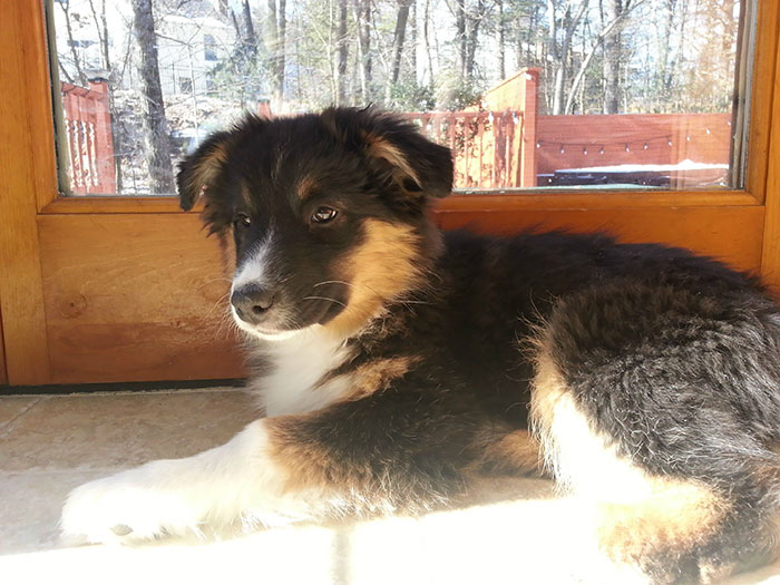 New Aussie Puppy. We Already Had Xander, Please Meet Anya
