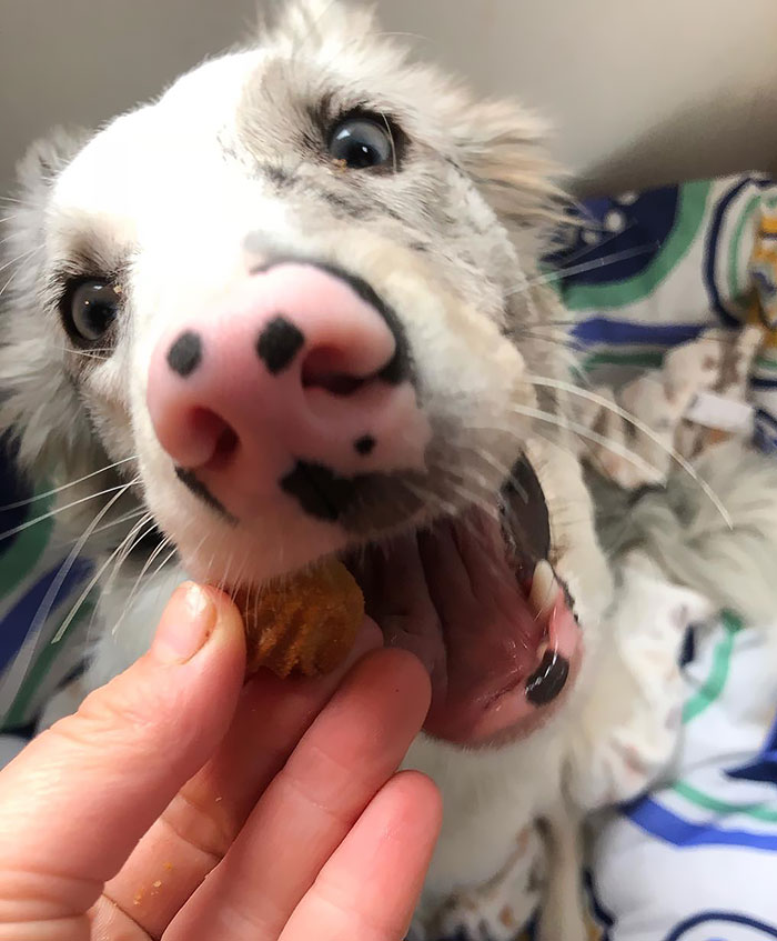 Biscuits Eater. What You Would Not Do For A Biscuit