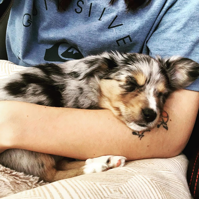 This Is When I Was Just A Young Pup And Taken To My Fur-Ever Home