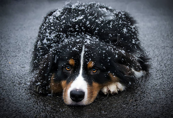 It's Frosty Here In Germany