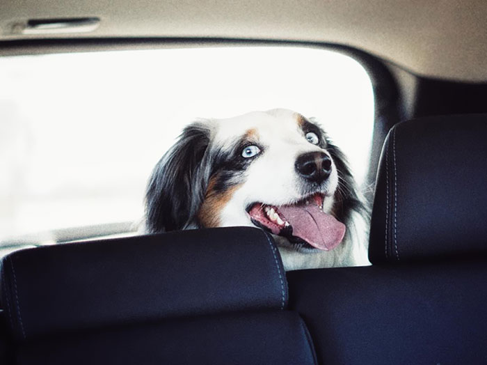 When The Humans Put You In The Backseat But You Gotta Keep A Close Eye On Mom Cause She's Got Your Bacon Treats And She Could Eat Them If She Wanted To