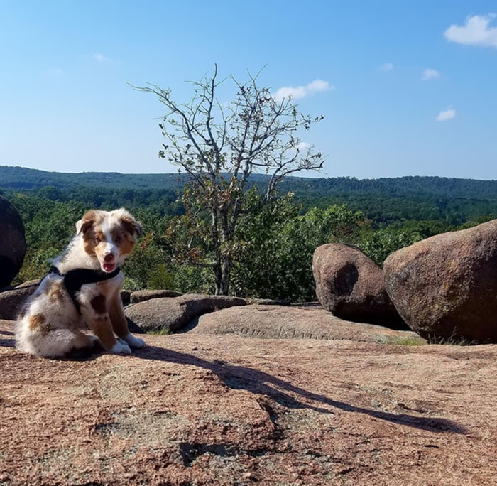 My Aussie Puppy On Our First Of Many Hikes Together