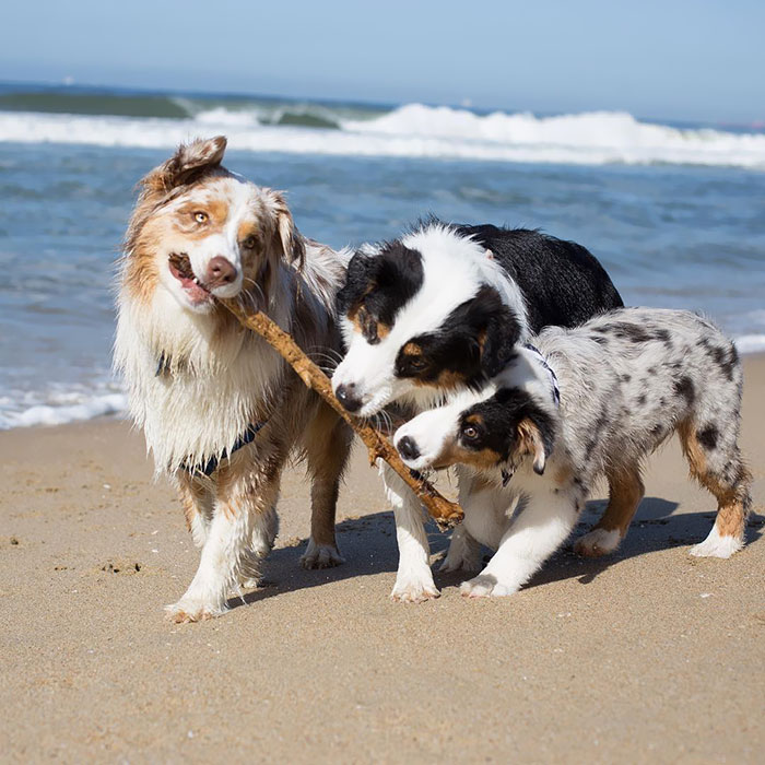 One Happy Little Family Sharing A Stick