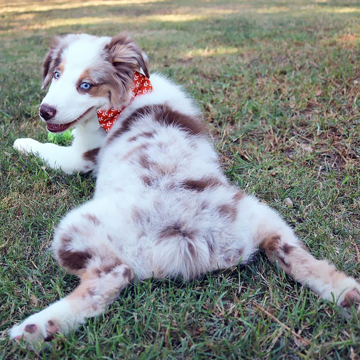 Baby Cowboy Showing Some Mutt Butt Monday Love