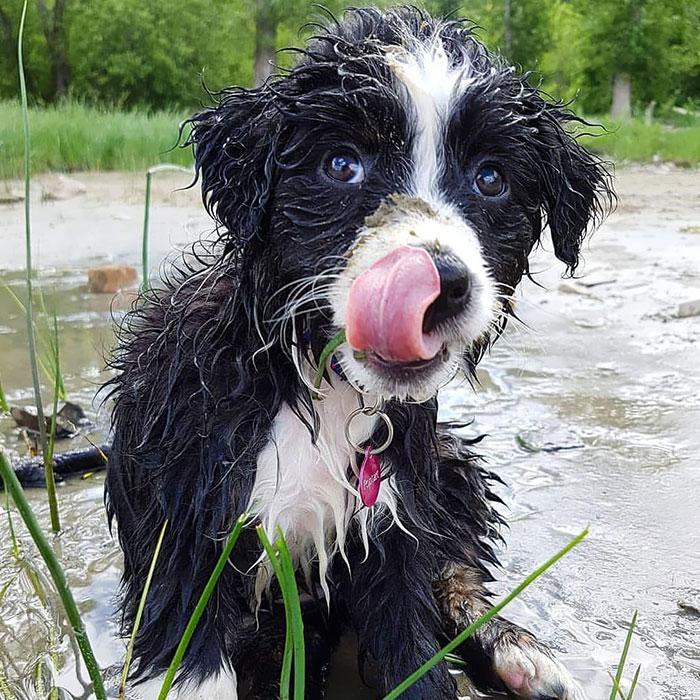 Tiny, Sandy, Damp Pupper