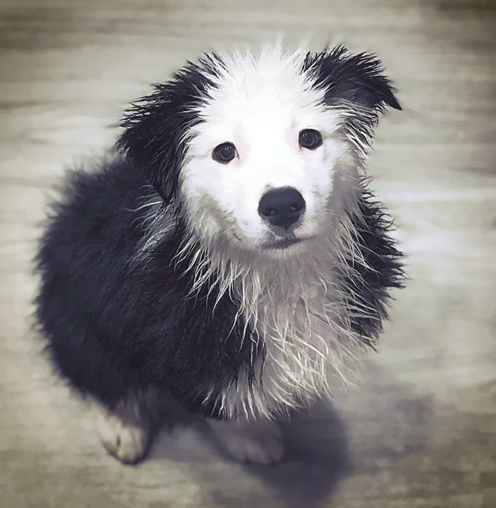 For My Next Trick, I’ll Swim In My Water Bowl