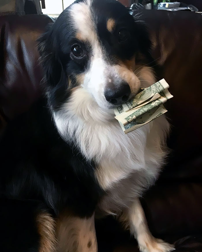 I May Be A Thief But At Least I’m A Cute One