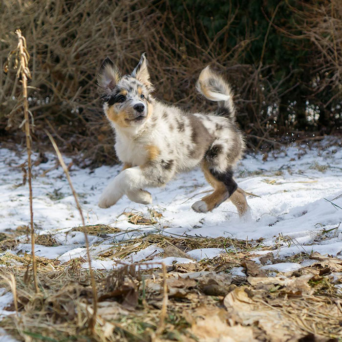 What Am I Thankful For? Food Mostly. Toys. Oh And Belly Rubs! They Don't Call Me Ellie Belly For Nuthin'