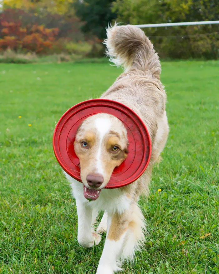 To Fetching A Frisbee Like Luna You First Have To Take Your Frisbee To A Safe Place With No Humans And Rip A Hole In The Middle Of It