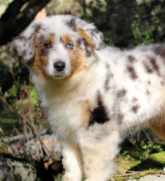 Back When I Was Young And Worry Free. No Bills, No Responsibilities, No Problems. Oh Wait. I'm A Dog! That Still Applies