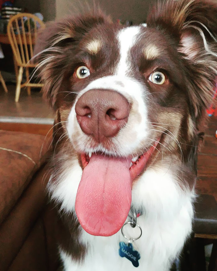 Crazy Eyes Waiting For The Ball To Be Thrown