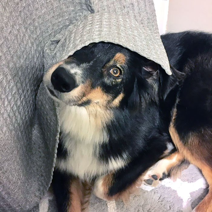 Do You Think If I Hide Under The Shower Curtain She Won’t See Me And Make Me Take A Bath?