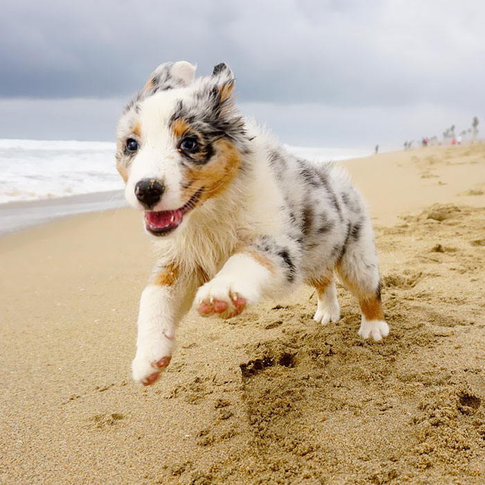 Luna Had Just A Tiny Bit Of Fun At The Beach