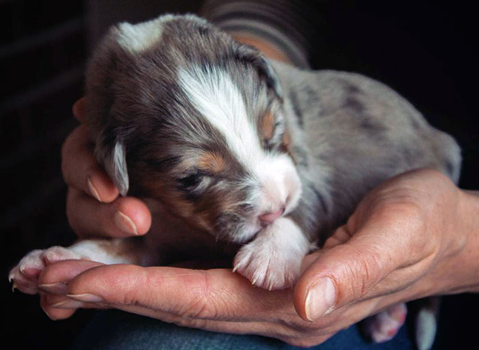 Eli Was Just A Handfull When He Was One Week Old