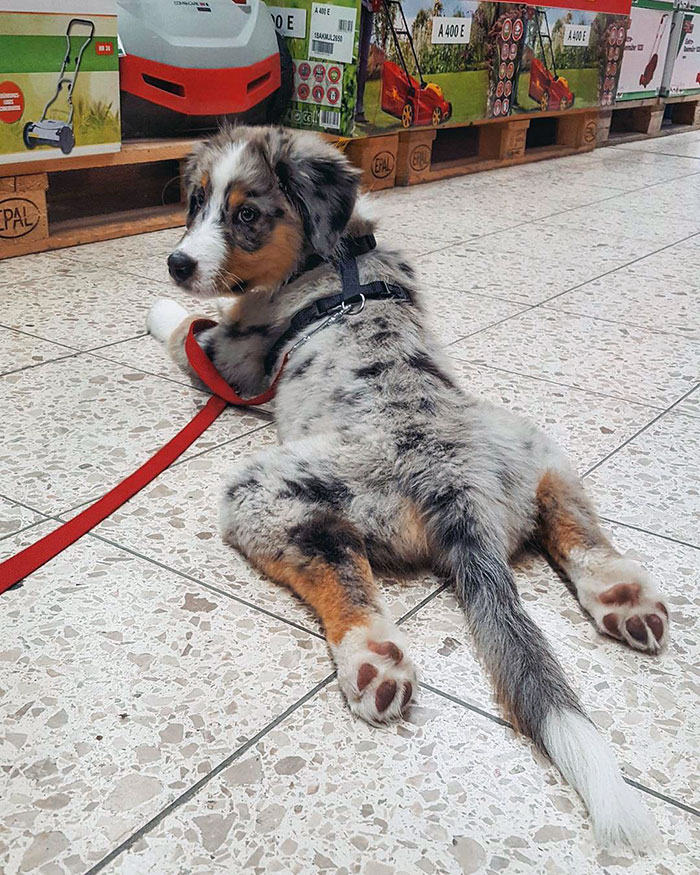 He Is Comfy In The Hardware Store, While "Mom And Dad" Are Locking For Some Nice Flowers He Can Dig Out