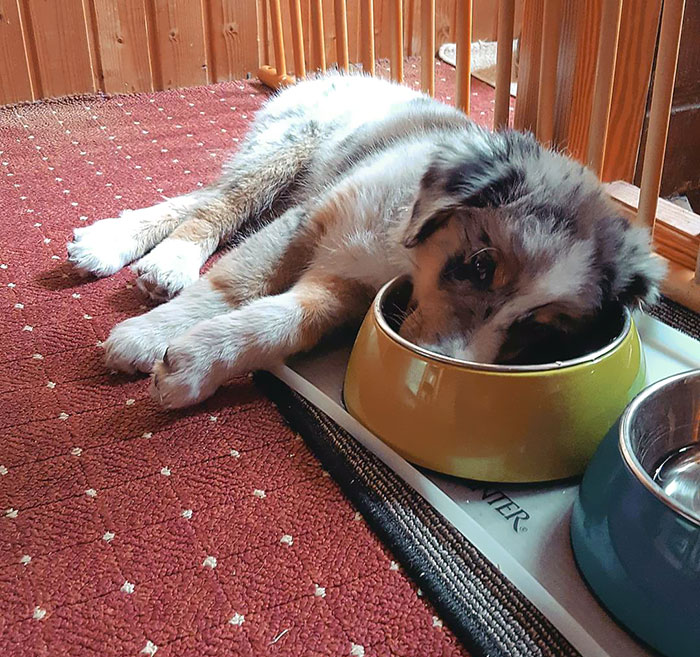 The Ultimate Interbreeding Of Sleep And Begging