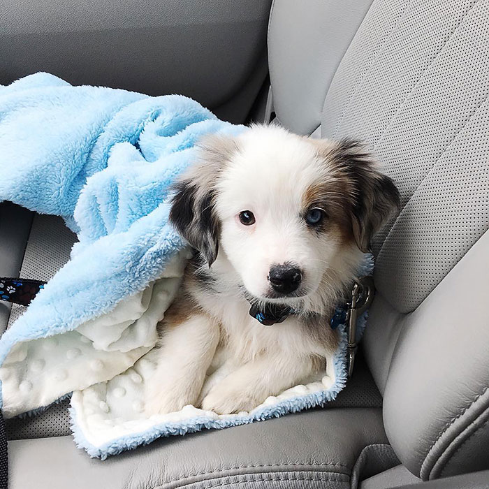 Quicy’s First Trip To The Vet