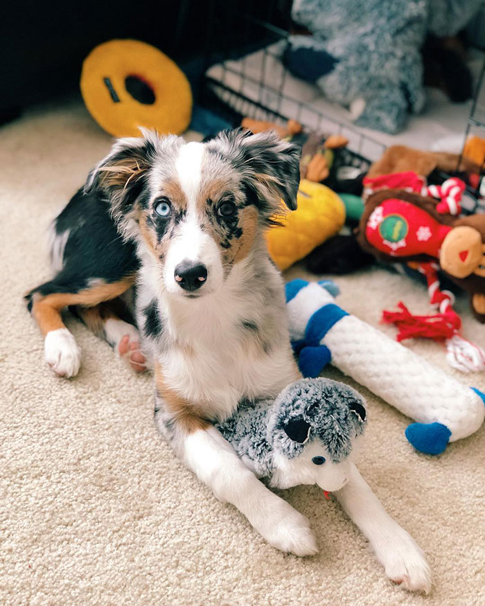 Toys For Days Yet I Still Just Want To Chew On Used Water Bottles. Anyone Else? No? Just Me?