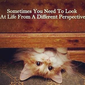 fluffyboobookins avatar