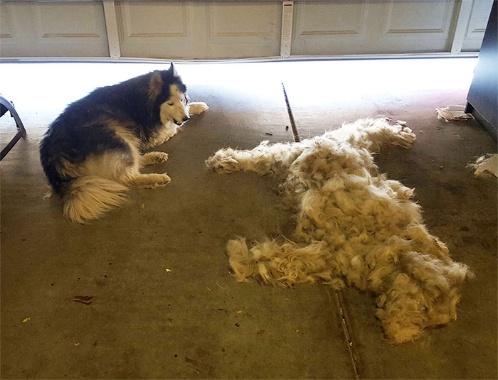 Brush A Husky, Get One Free