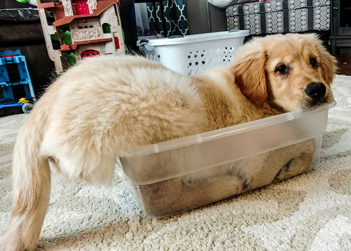 20+ Retrievers que demostraron ser los mejores perros del mundo