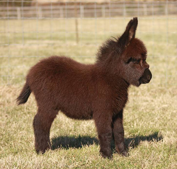 Cute baby donkey standing on grass in a sunny field.