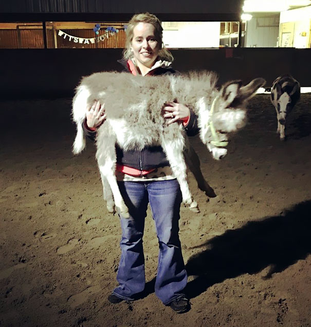 Little Tot Elliott Will Not Be Able To Be Picked Up Much Longer. He's Getting Bigger And I Think It's 50% Donkey-Fuzz And 50% Ears