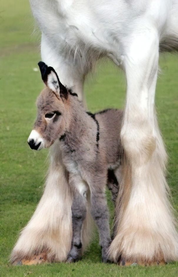 Cute baby donkey standing underneath its mother's legs on a grassy field.
