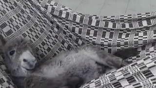 Cute baby donkey lounging in a hammock, looking content and relaxed.