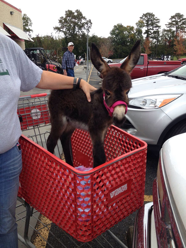 Cute baby donkey in a red shopping cart, wearing a pink halter, with a person petting it in a parking lot.