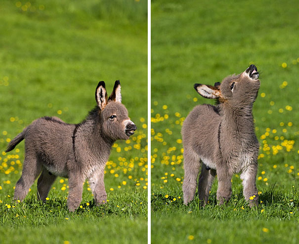 Cute baby donkeys in a grassy field, standing among yellow flowers, appearing playful and curious.