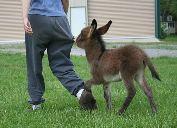 Cute baby donkey playfully nibbling on a man's trouser leg in a grassy yard.