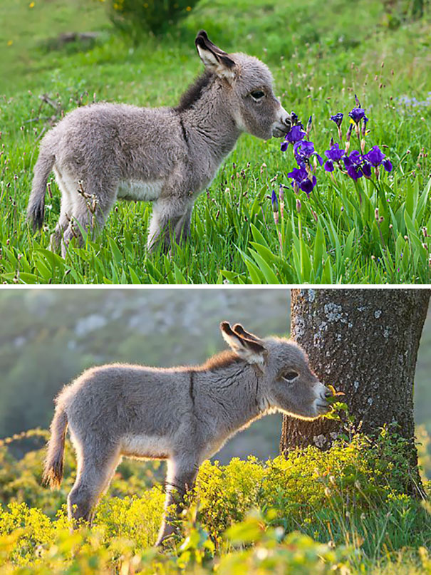 Cute baby donkeys exploring nature, sniffing flowers in a grassy field.