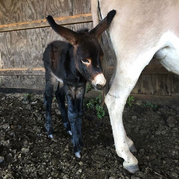 My Friend Had A Jenny Who Gave Birth This Week! So Cute