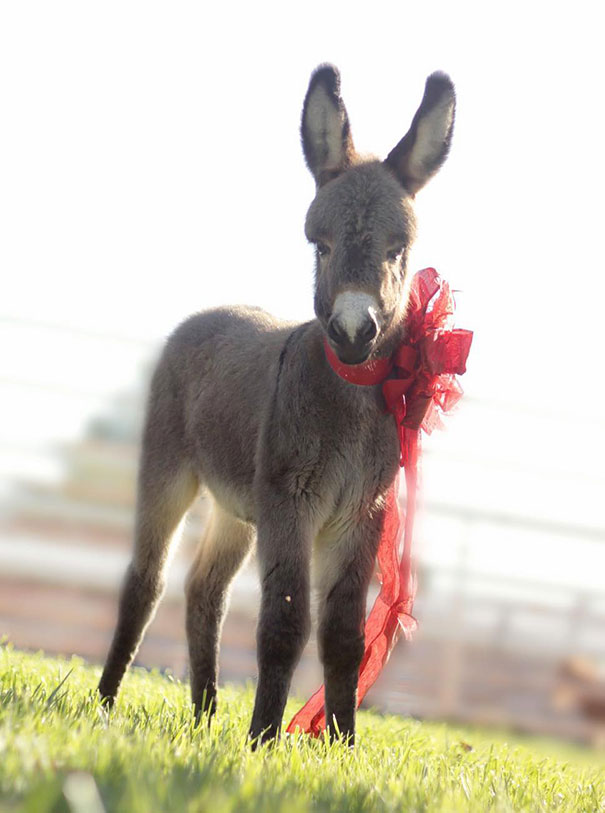 Clementine Was In The Christmas Spirit