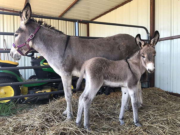Cupcake And Lily Waiting For The Visit From The Veterinarian