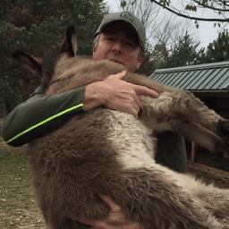 Man holding a cute baby donkey outdoors.