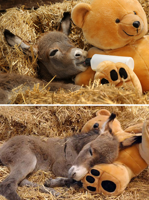 Cute baby donkey cuddles with a teddy bear in straw, drinking from a bottle.