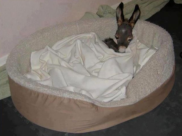 Cute baby donkey snuggled in a cozy bed, wrapped in a soft blanket.