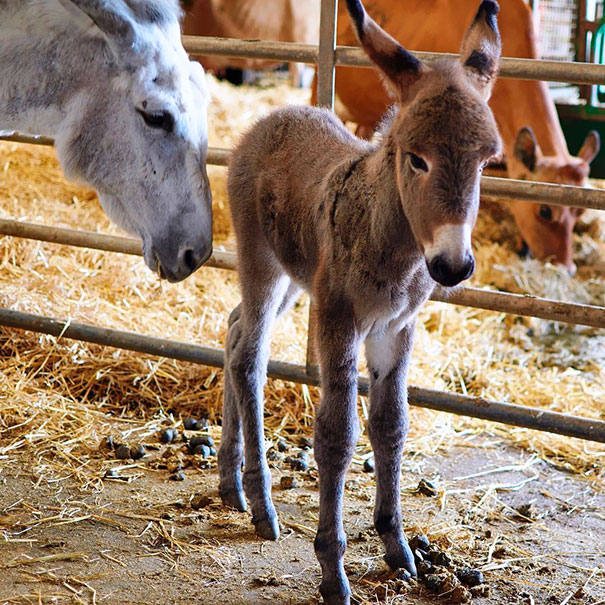 How Gorgeous Is Our New Donkey Foal Monty? His Mum Looks Very Proud