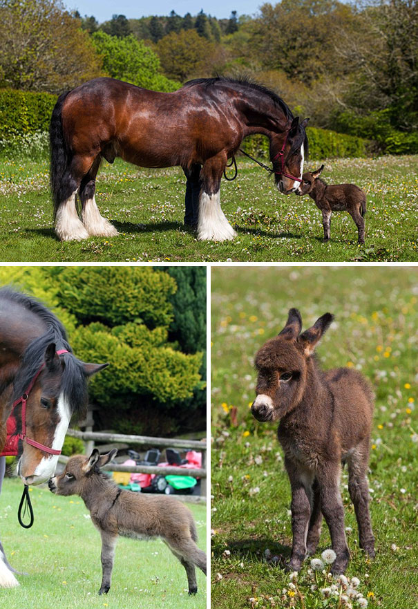 Cute baby donkeys interacting with larger horse in grassy field.