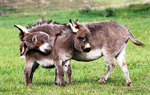 Baby Donkey Cuddling With Mom