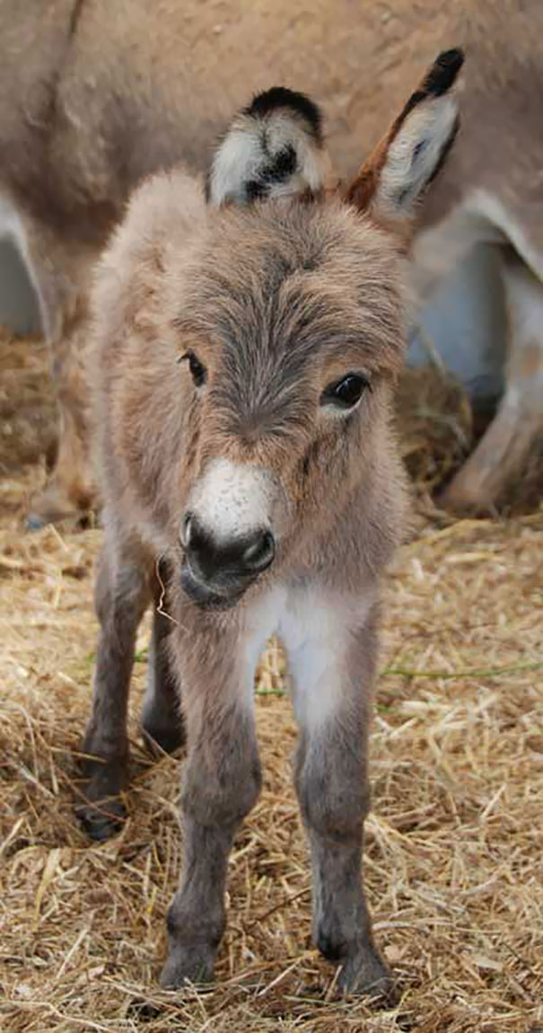 This Is Chiquita. She Is Very Cute As One Ear Floped Forward Which Gives Her A Comical Look