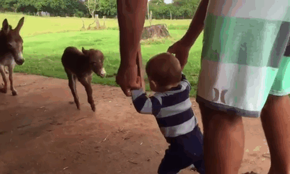 Baby donkeys playfully approach a small child outdoors, creating an adorable scene.
