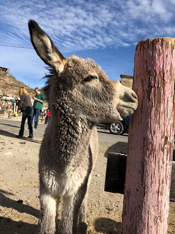 Baby Donkey Appreciation