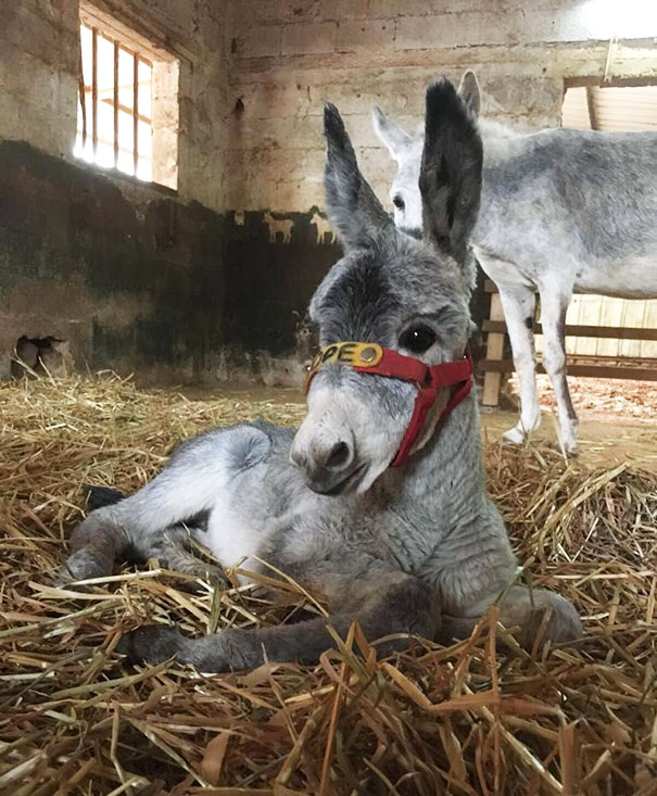 Sweet Donkey Foal
